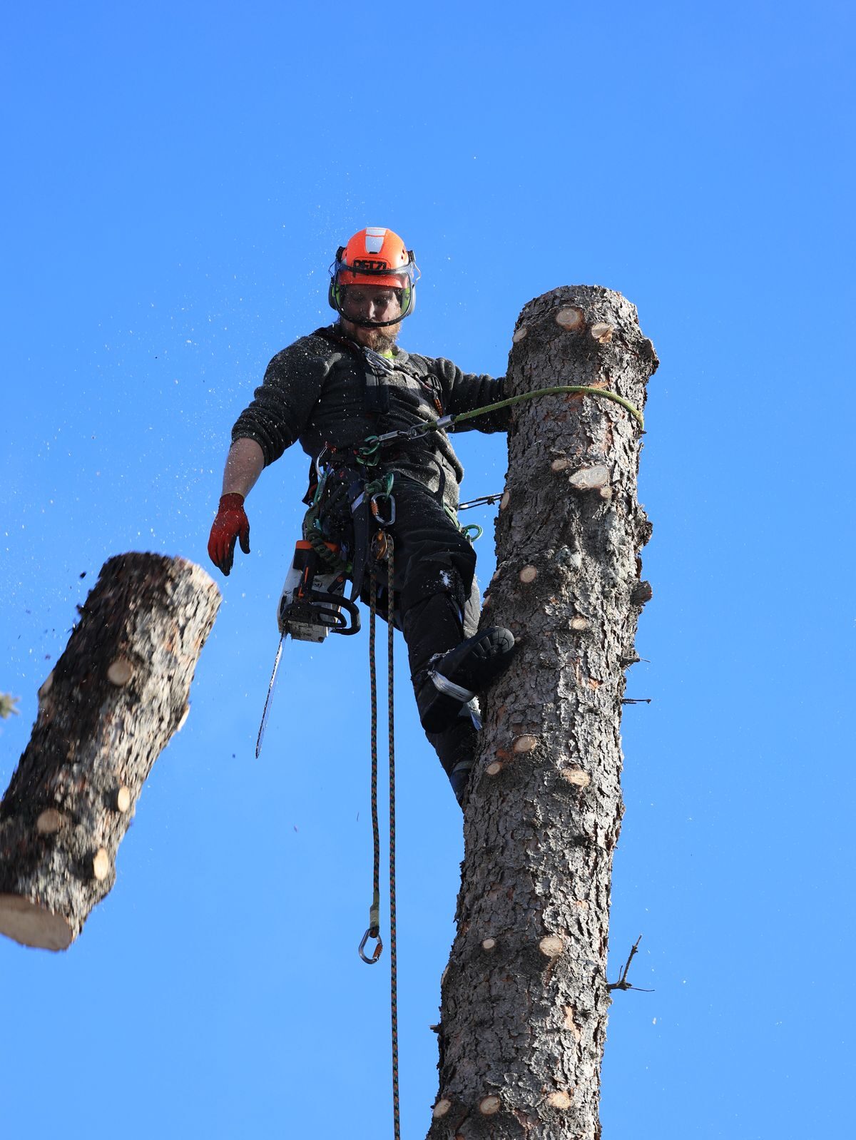 Certified arborist tied in high on a spruce stem, cutting a rigged section against a clear blue sky
