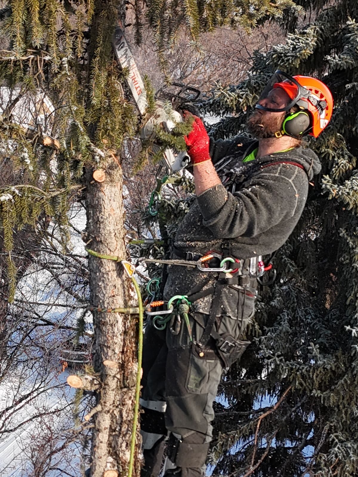 Oakwood Tree Care climber in orange helmet, ear defenders and safety glasses, chainsaw in hand, spurred into a lichen-covered trunk