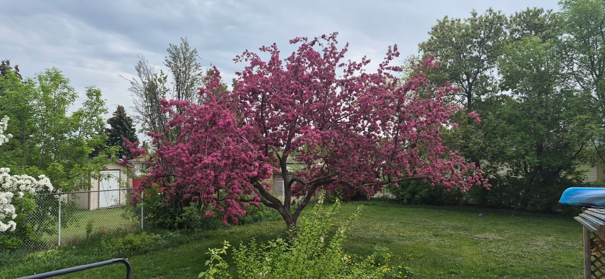 Mature crabapple in full pink blossom in a maintained residential yard