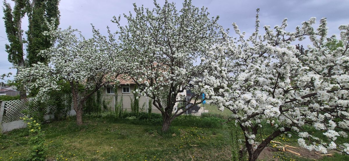 Row of white-blossoming fruit trees in a residential yard in spring