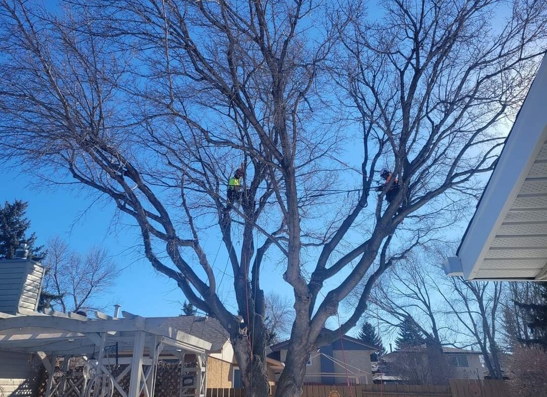 Mature bare-canopy deciduous tree beside a house with an arborist working in the upper limbs