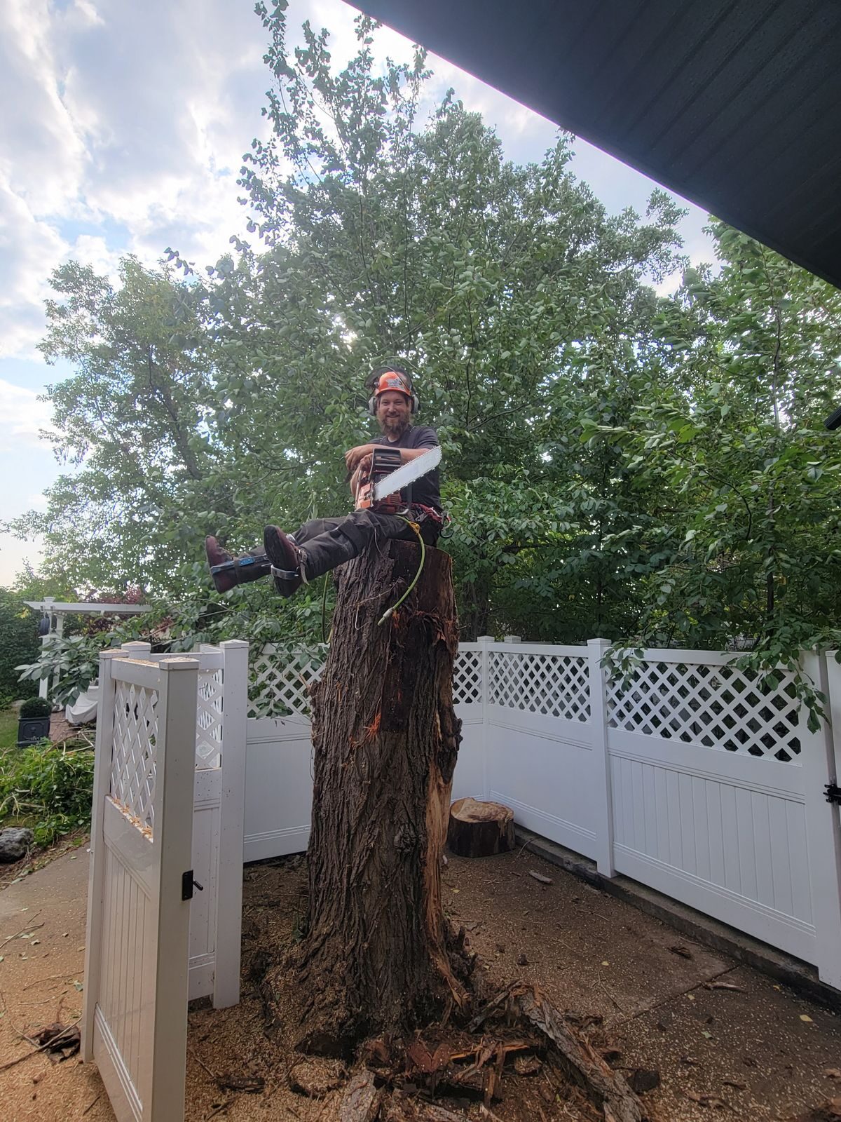 Arborist sectioning a large poplar in a narrow residential backyard beside a white fence and carport