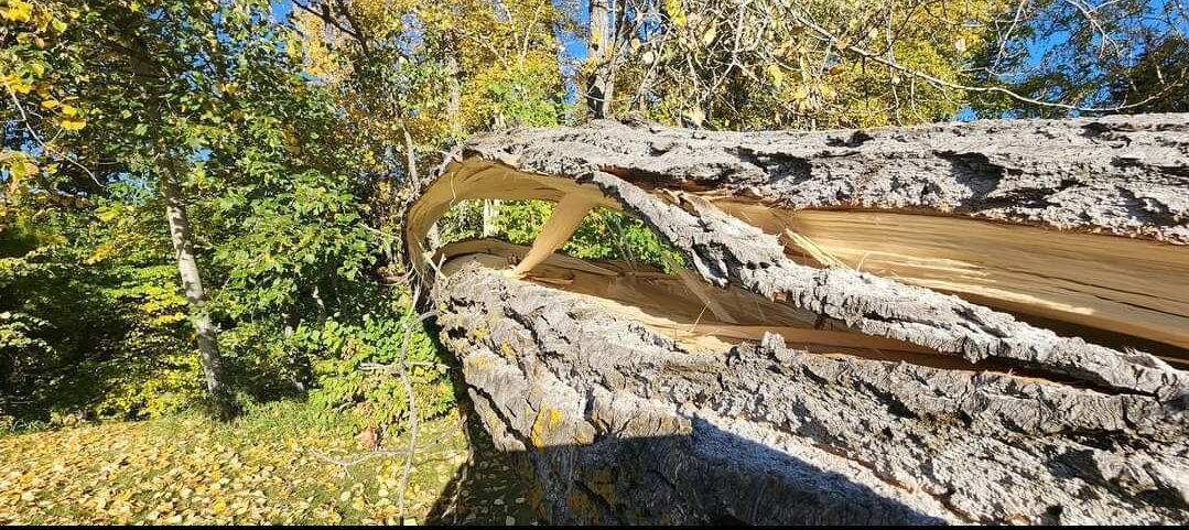 Large poplar trunk snapped in a storm, torn fibres exposed at the break, autumn foliage behind