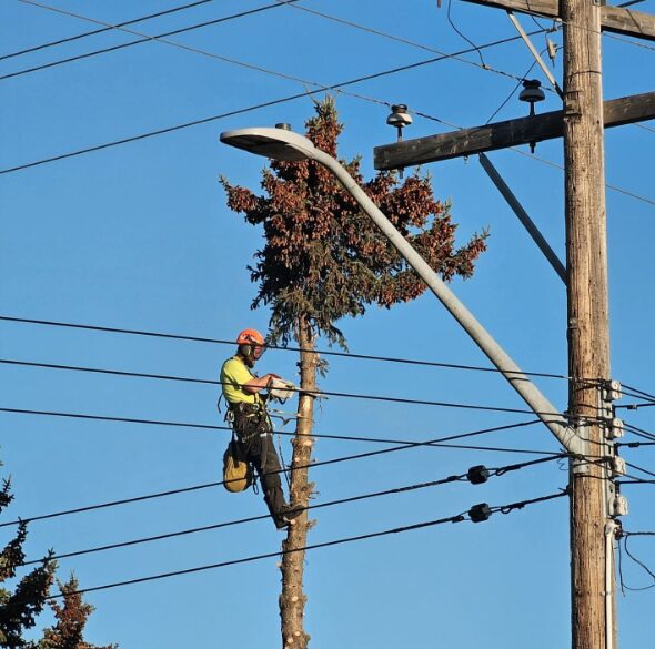 Oakwood Tree Care arborist in helmet and hi-vis working from a spruce spar surrounded by overhead powerlines