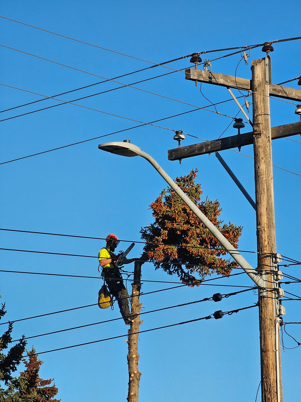 Wide view of a spruce removal inside a powerline corridor, climber visible partway up the stem beside a streetlight arm